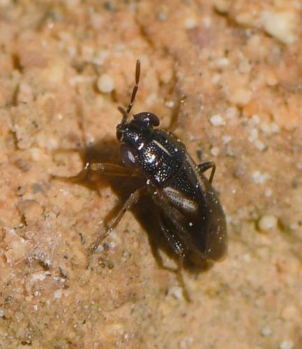 Geocoris ater